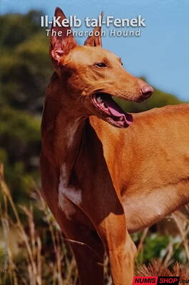 Malta 2 euro 2026 - Faraónsky pes - UNC (folder)